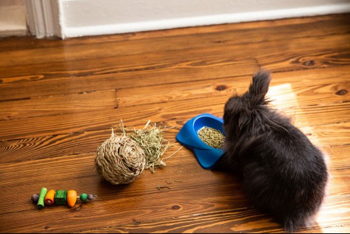Black pet rabbit in front of bowl of rabbit pellets, pile of hay, and toys