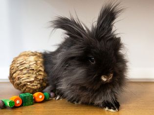 How Long Do Pet Rabbits Live?