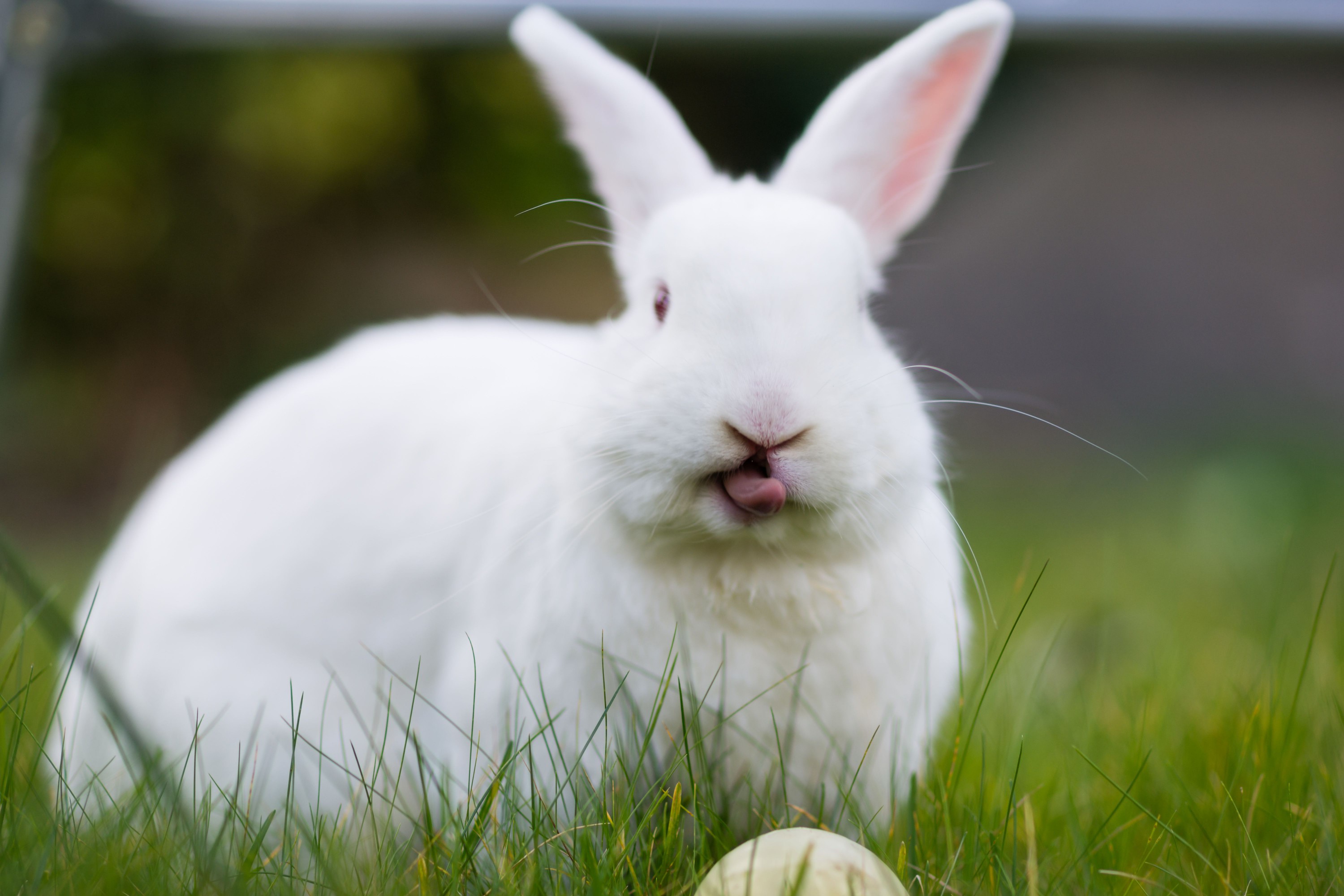 Rabbit sticking it's tongue out