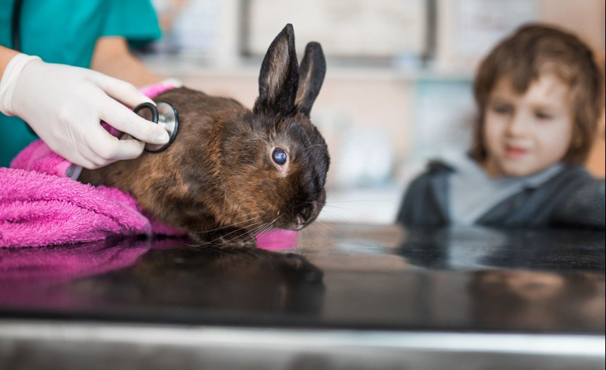 rabbit at the vet 