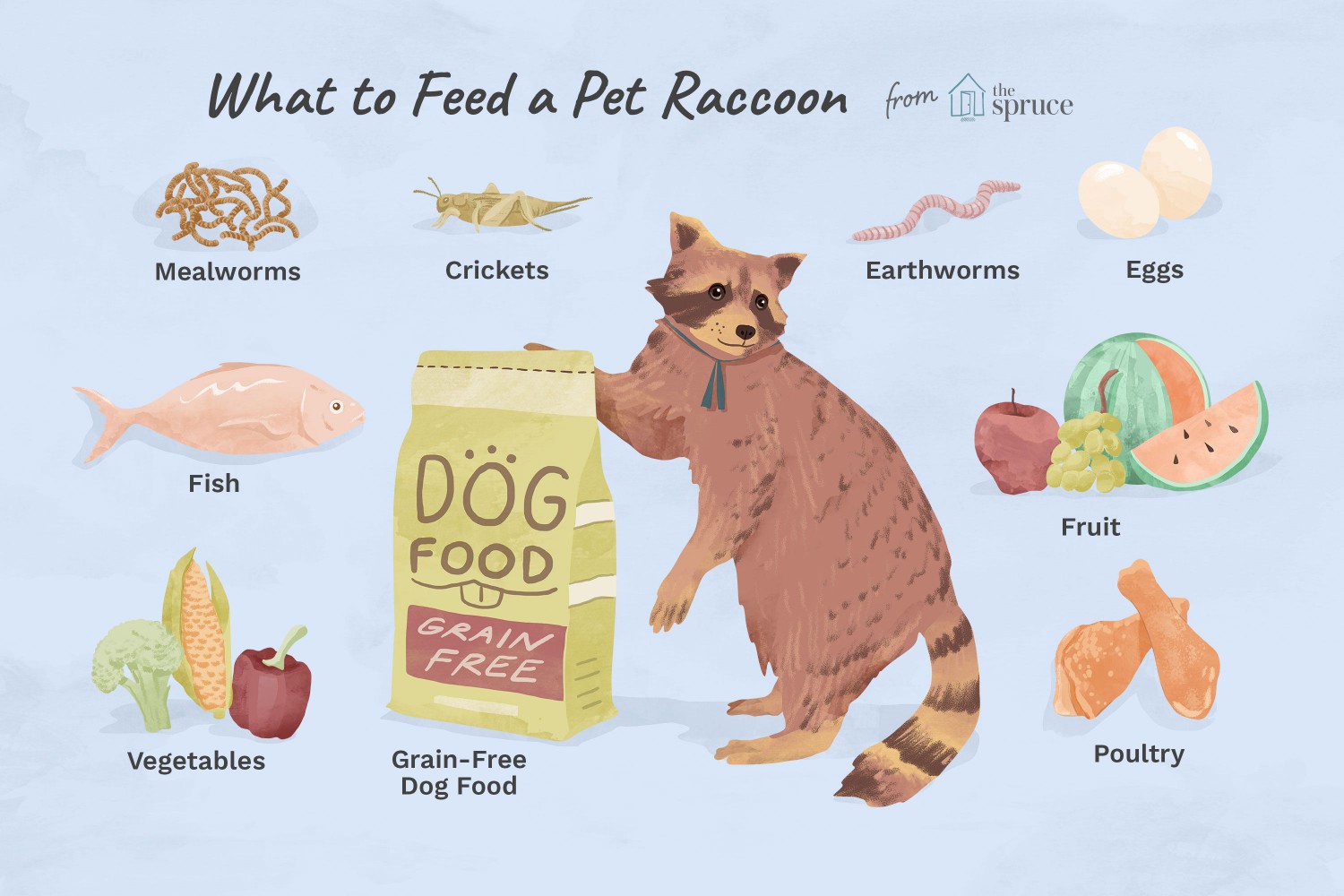 What to feed a Pet Raccoon