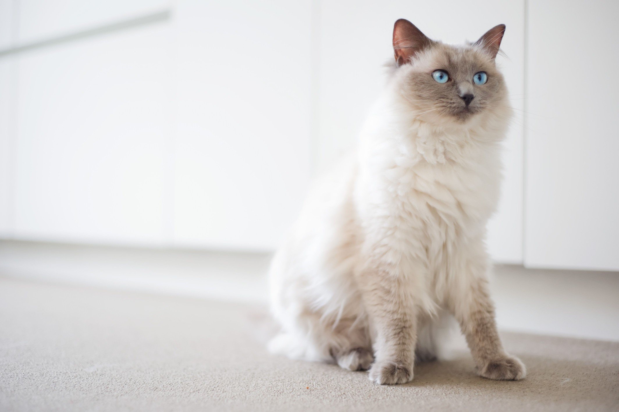 Ragdoll cat with intense blue eyes