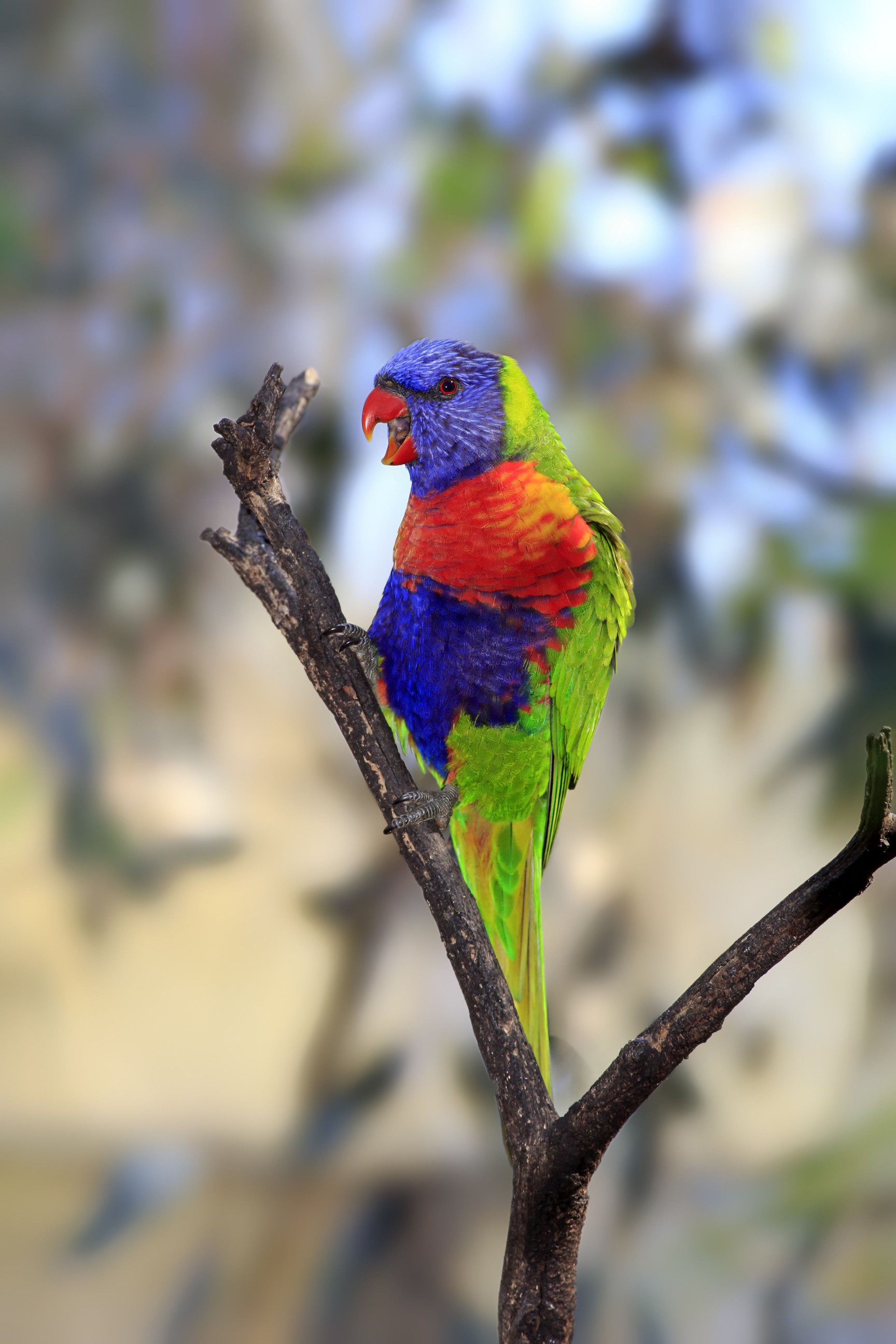 Rainbow Lorikeet -Trichoglossus haematodus-, adult bird perched on a tree, calling, South Australia, Australia