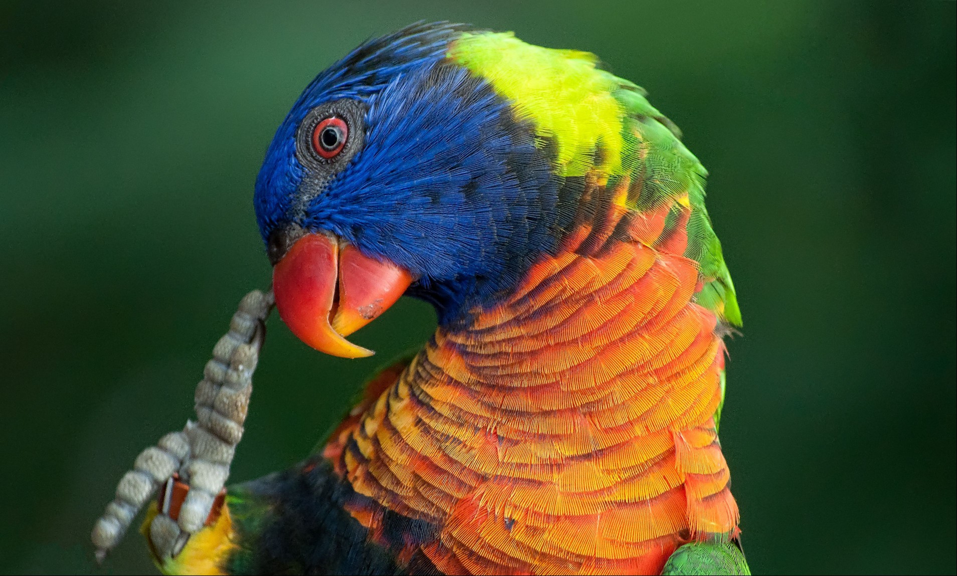 Rainbow lorikeet