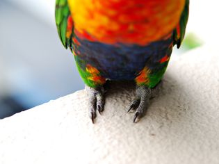 rainbow lorikeet feet