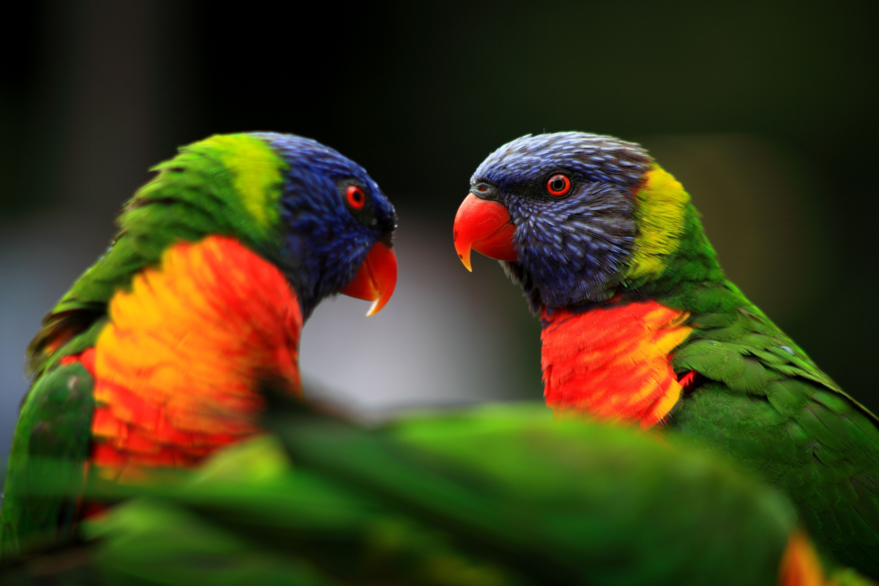 two rainbow lorikeets