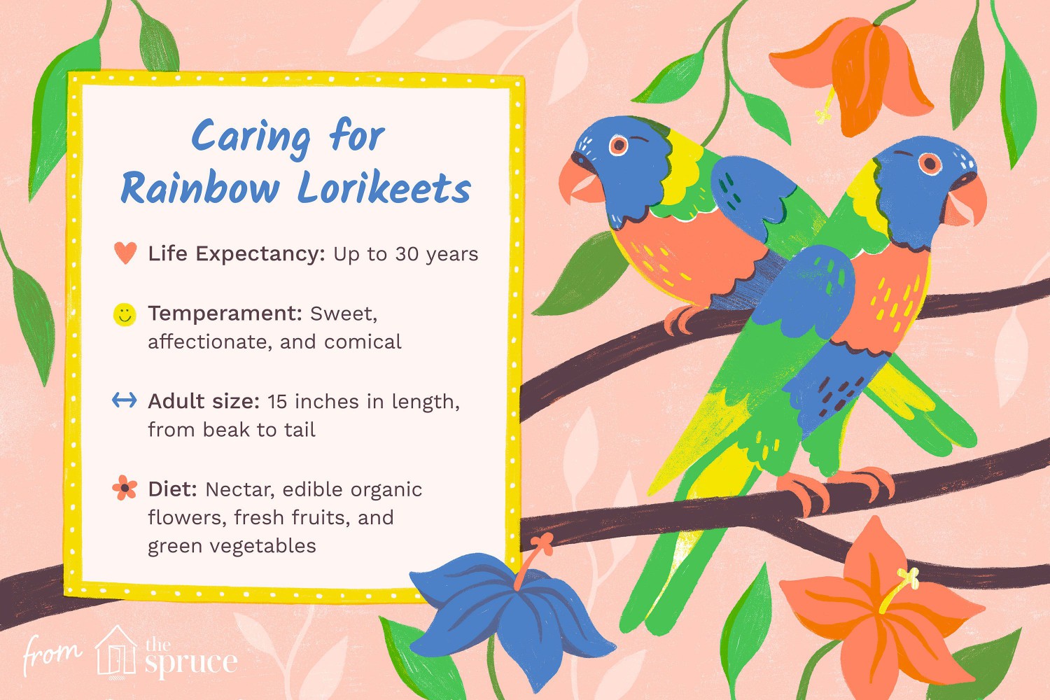 Caring for Rainbow Lorikeets
