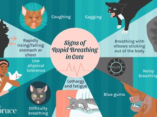 Rapid Breathing in Cats