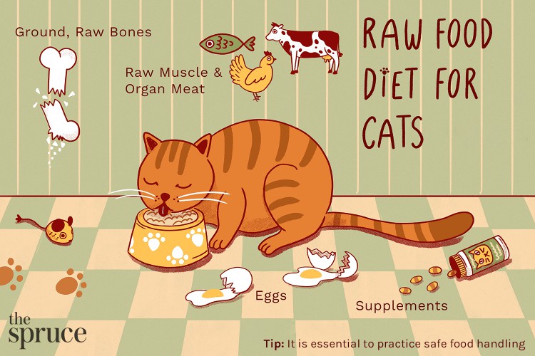 An illustration explaining what is a part of a cat's raw diet
