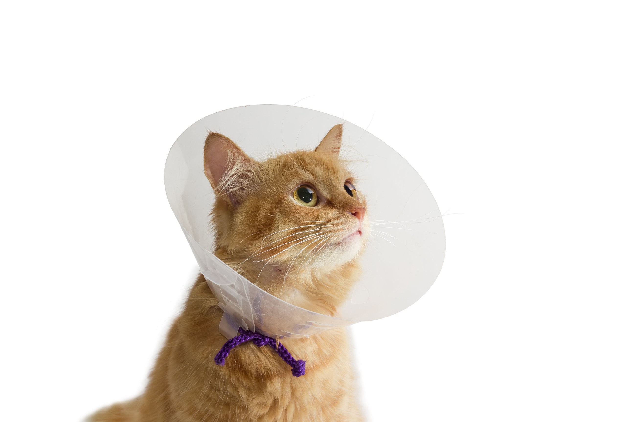 Red cat, wearing a Elizabethan collar on a light background