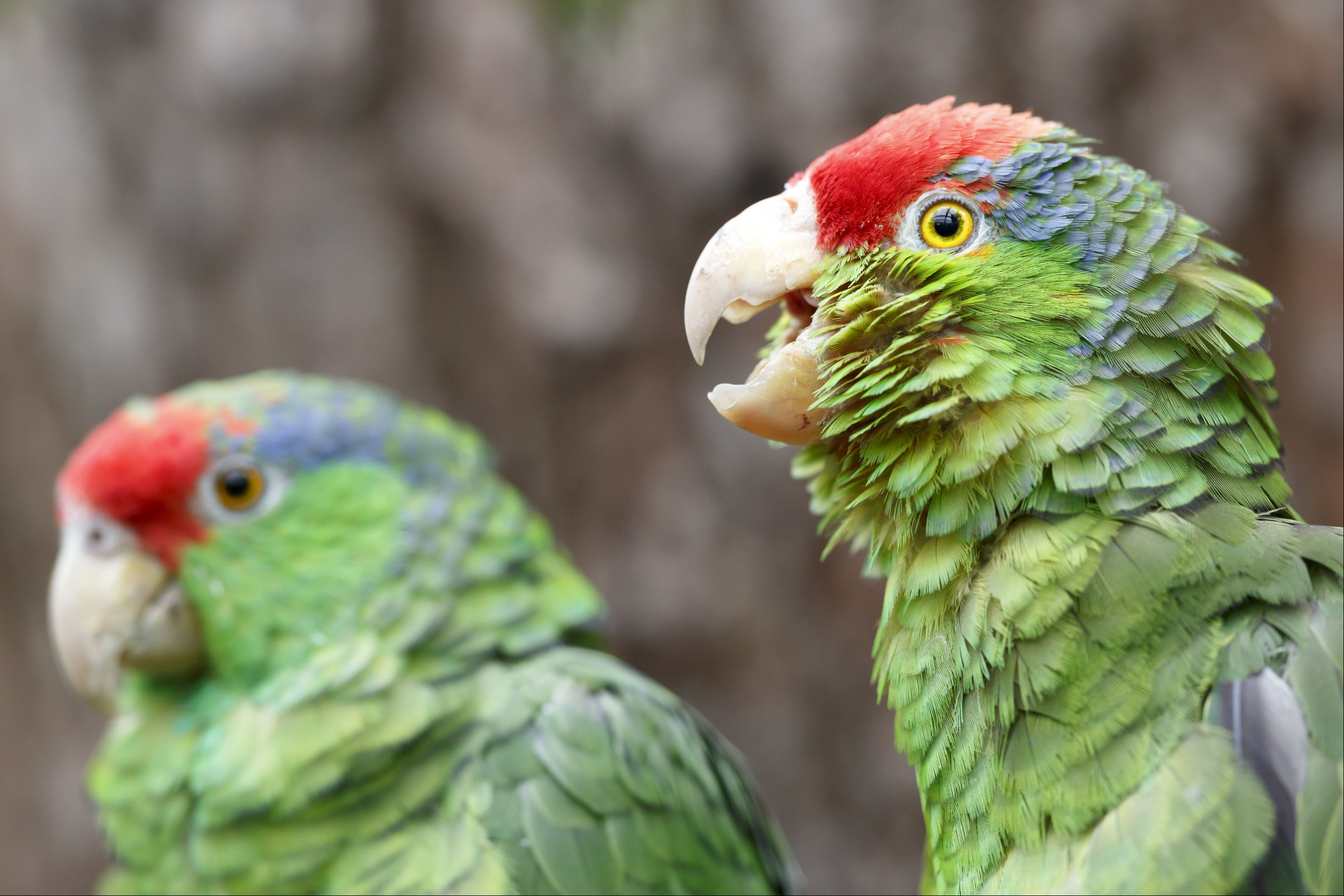 red-crowned amazon