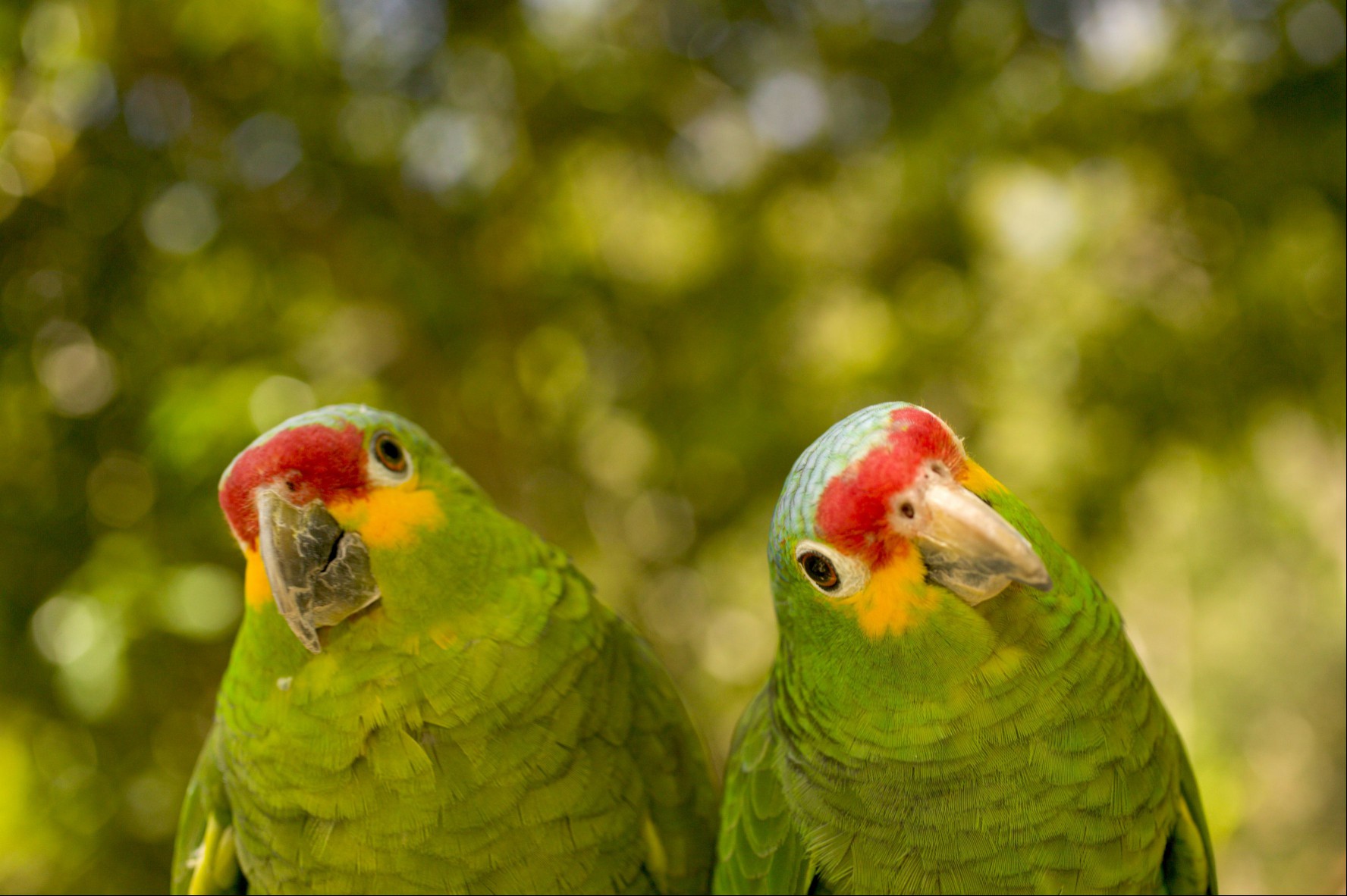 Red-lored Amazon (Amazona autumnalus) pair, close-up