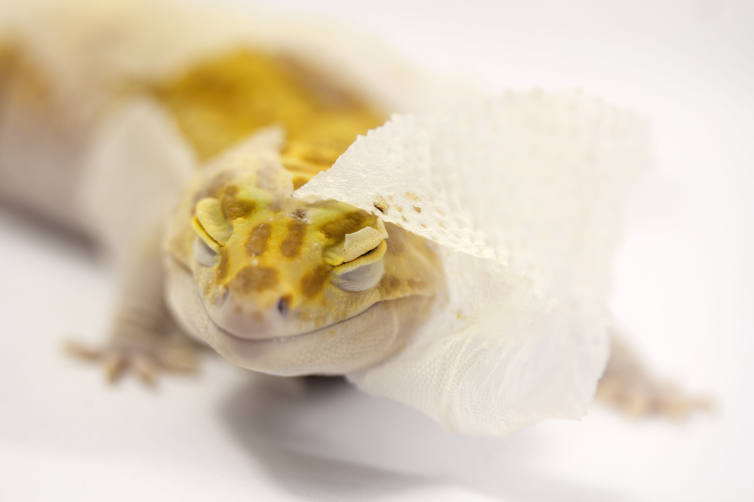 reptile moving his skin