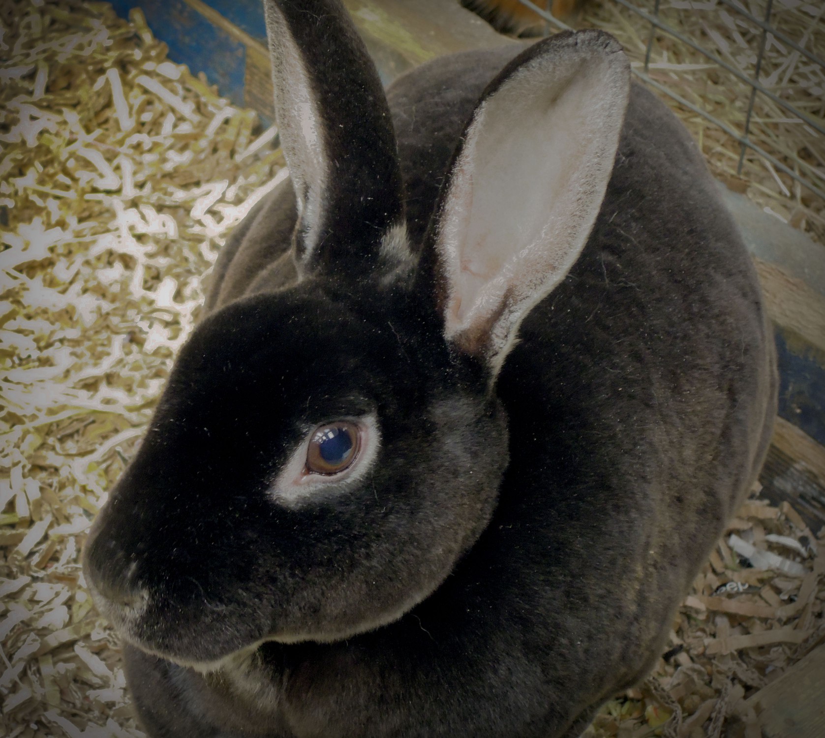 Rex Rabbit