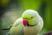 Ringneck Parakeet