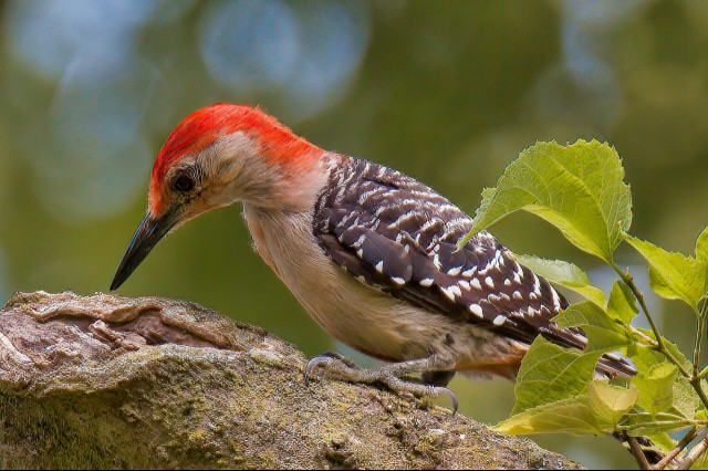 A red-bellied woodpecker sitting on a bough