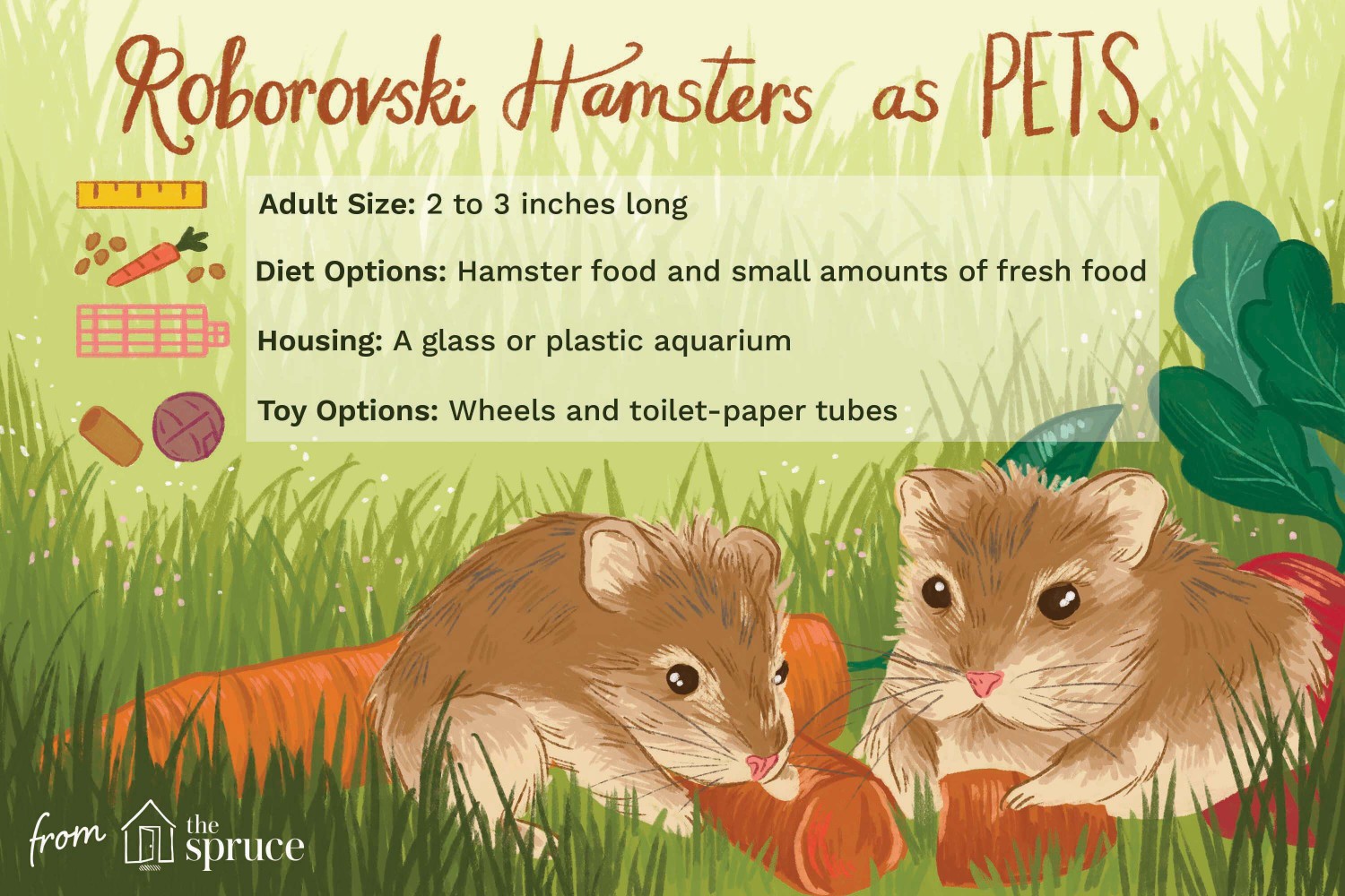 Roborovski hamsters as pets illustration