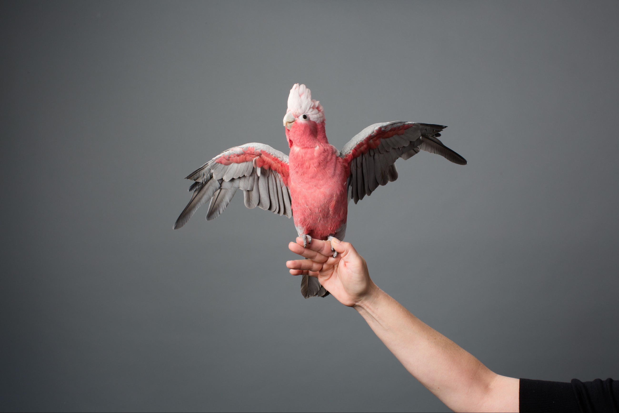 Rose-breasted cockatoo with outstretched wings