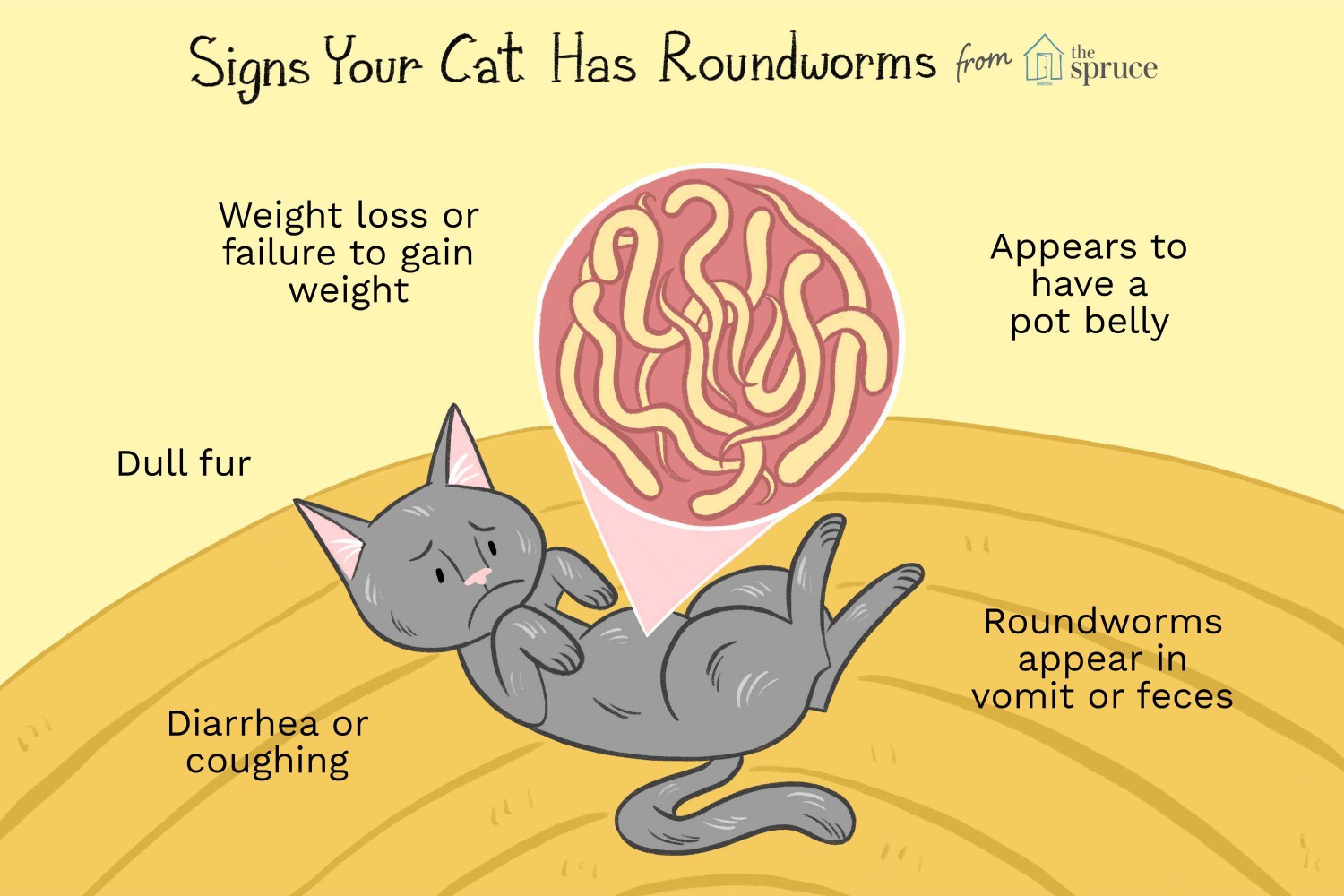 Signs Your Cat has Roundworms