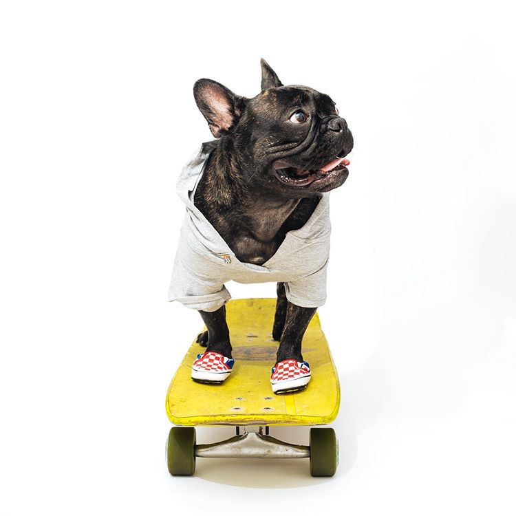 A dark brindle Frenchie wearing a white shirt and vans shoes while standing on a yellow skateboard.
