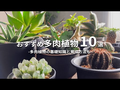 浴室にぴったりな多肉植物5選、初心者でも失敗しない品種と育て方のコツ