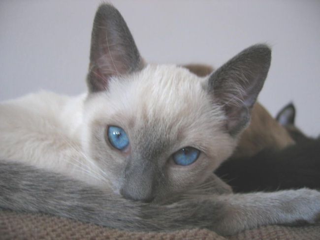 Picture of Ruby, a Siamese Cat