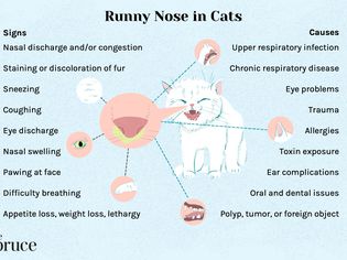 Runny Nose in Cats: Causes and Treatment