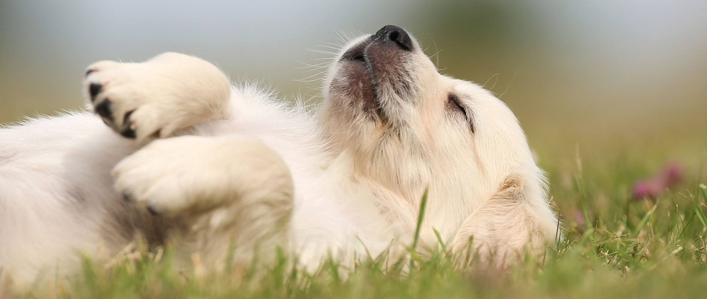 Empowerment Through Strength! A Guide for Women to Build Muscle