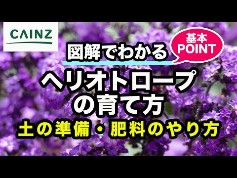 天芥菜の室内栽培、成功するコツと育て方のポイント