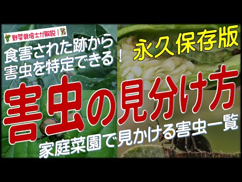 秋橄榄を見つけたら？実際の駆除方法を庭師が解説