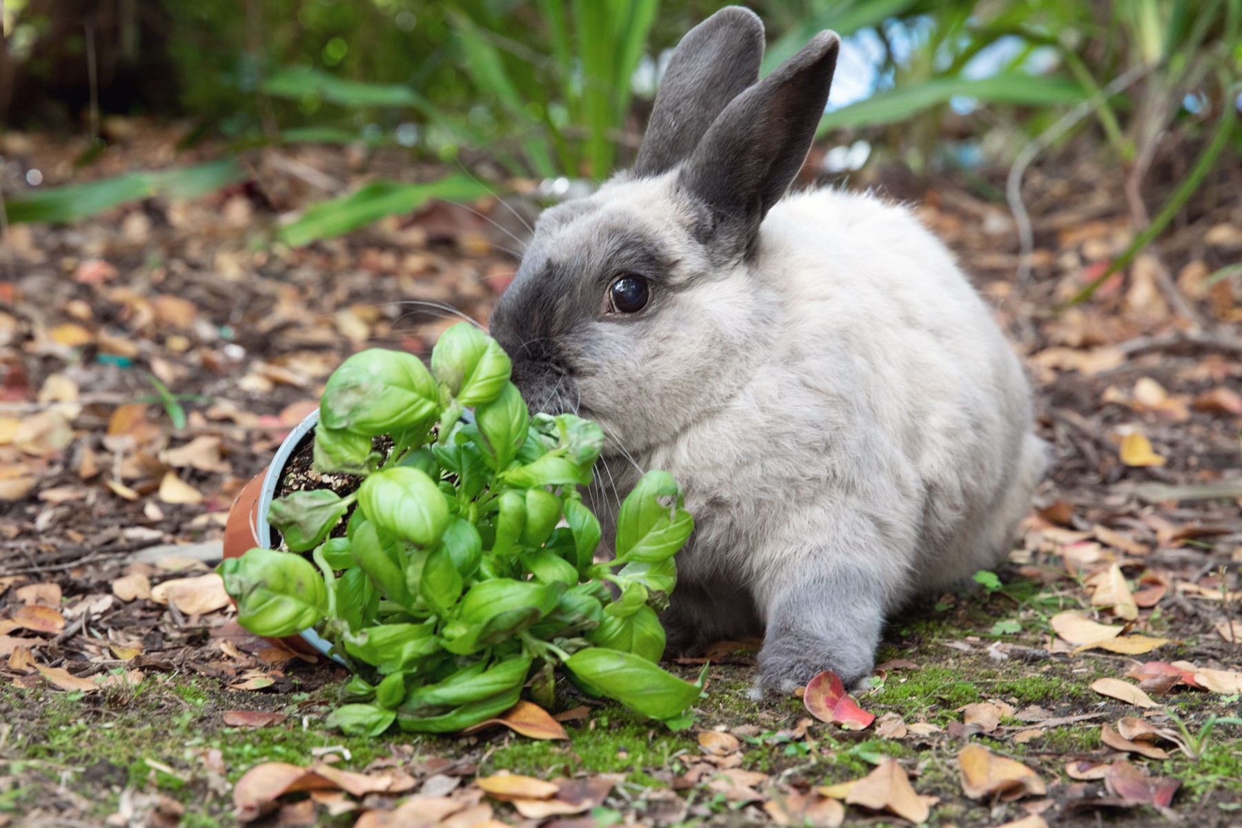 Gray rabbit eating a tipped over basil plant outside