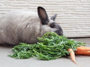 Safe Wood and Other Plants for Rabbits