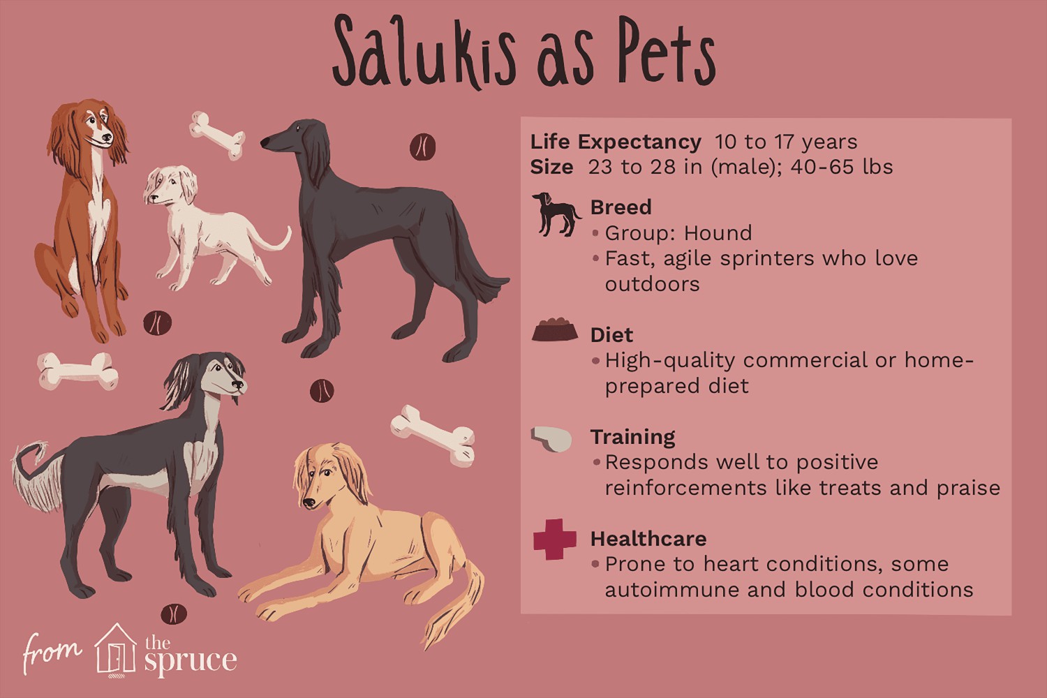 Salukis as Pets
