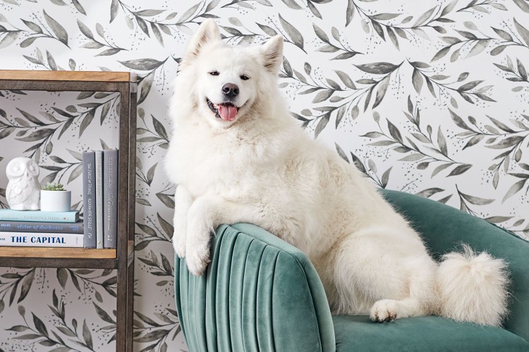 Samoyed dog sitting on green velvet chair