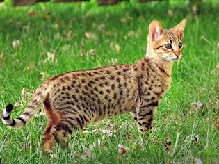 Savannah Cat: Breed Profile, Characteristics & Care