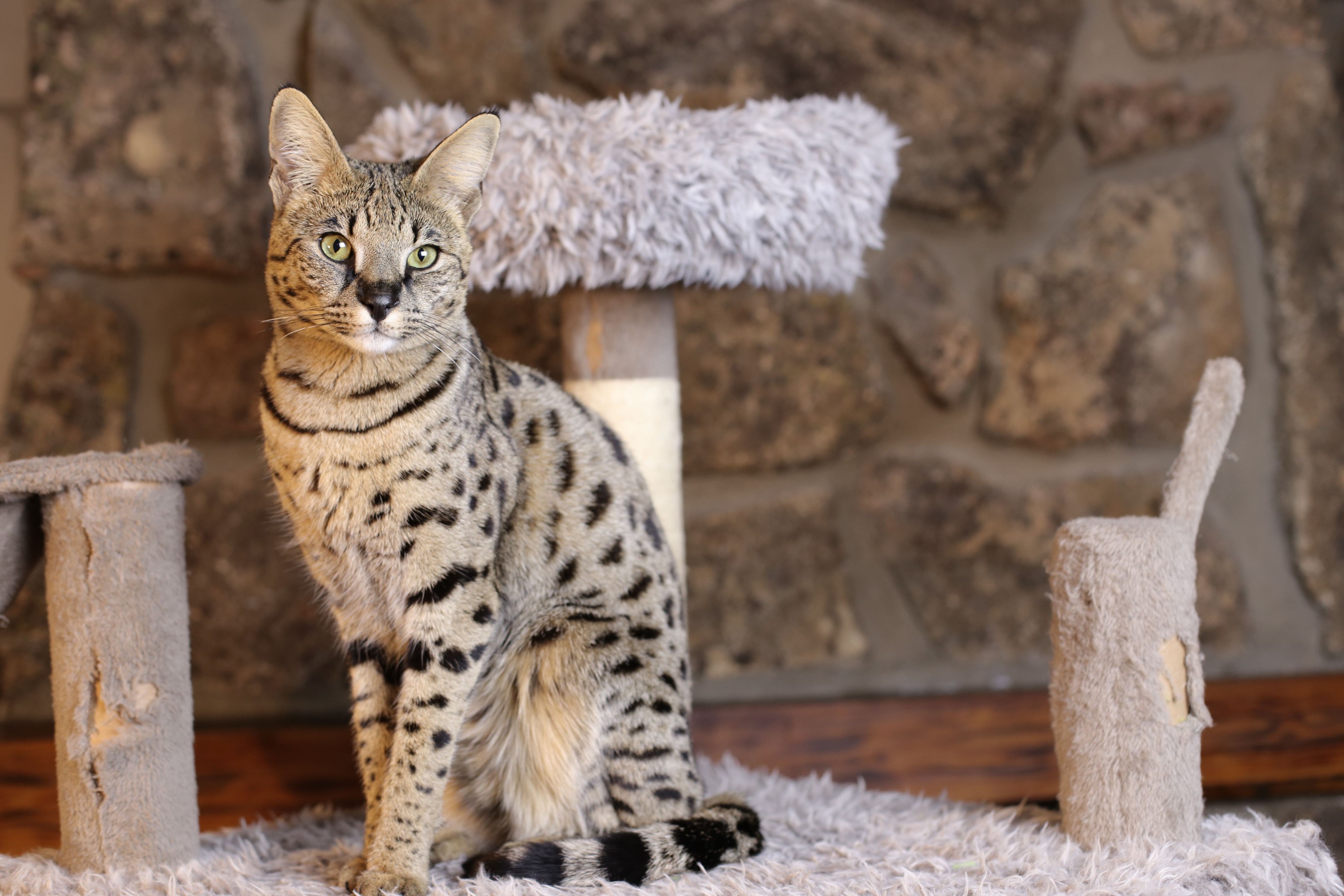 Savannah cat sitting in front of a cat scratcher
