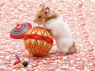 Pet Hamster Toys