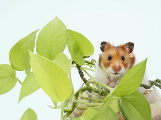 How to Care for a Pet Syrian Hamster