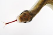 Close up of a snake