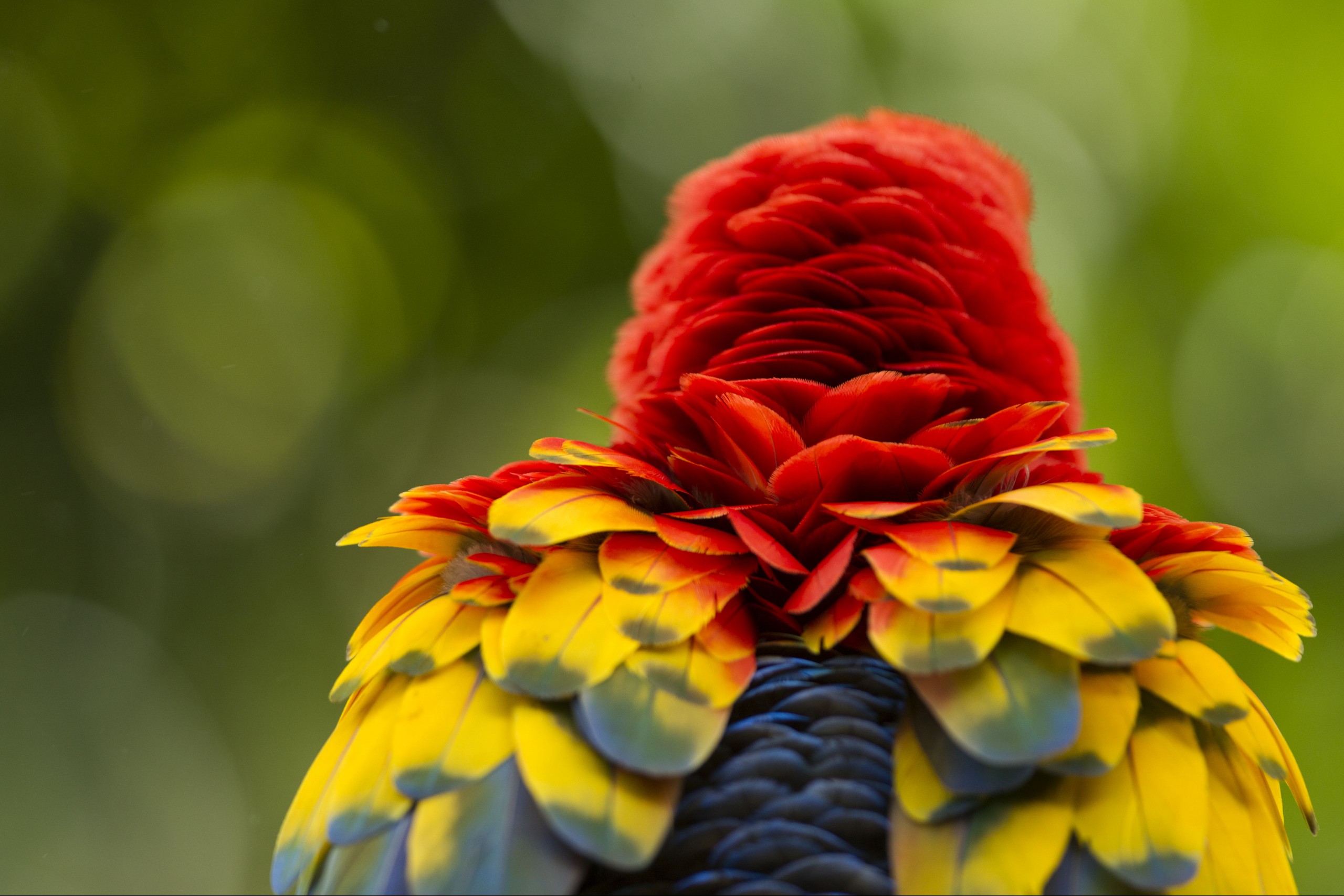 Scarlet Macaw fluffing feathers