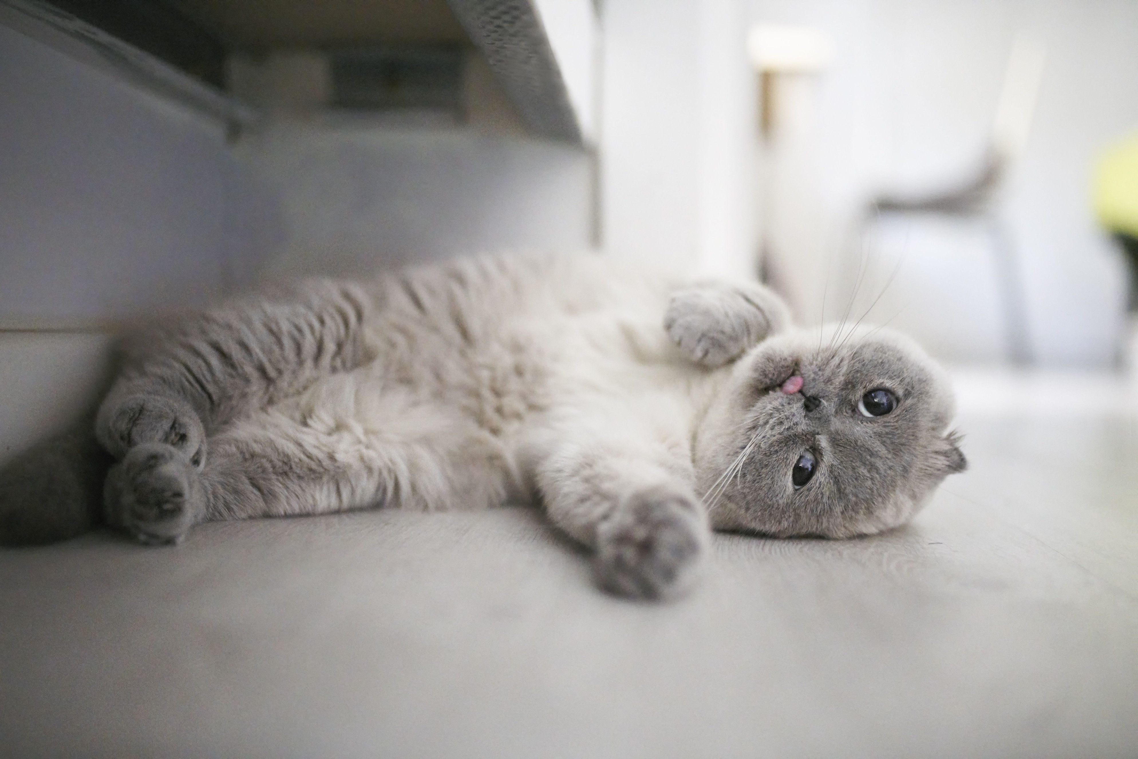 Gray Scottish fold cat lying on its side