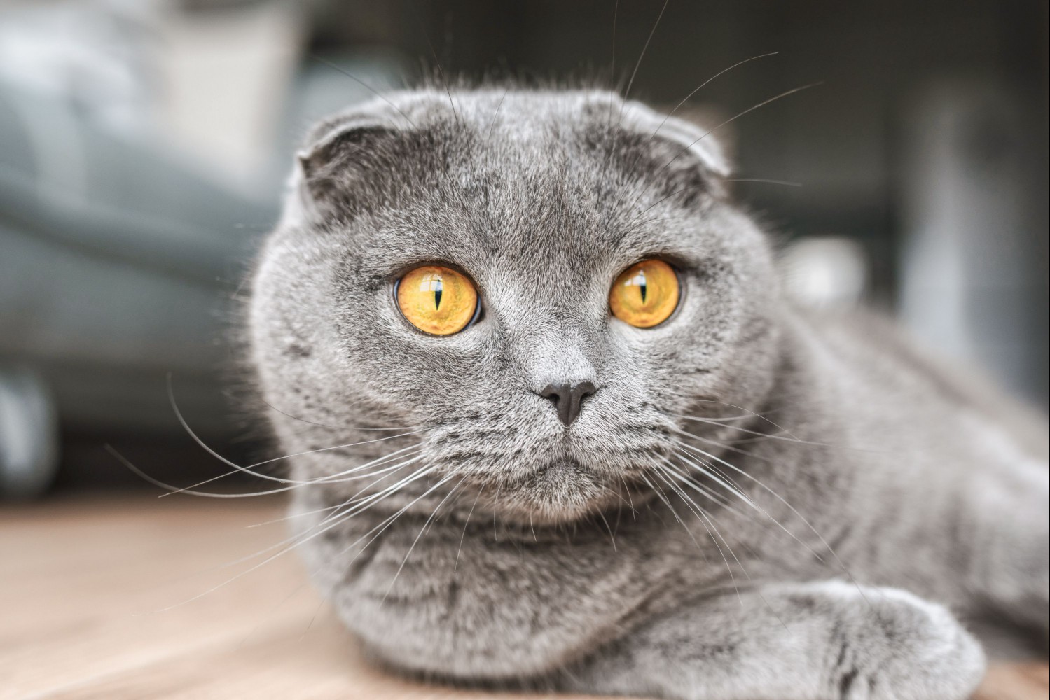 Gray Scottish fold cat with large yellow eyes laying on ground closeup
