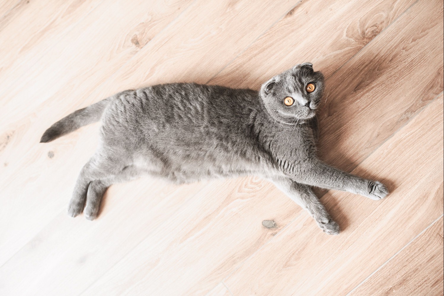 Gray Scottish fold cat laying down on wooden floor