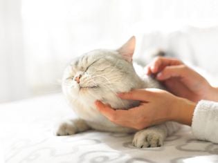 Managing Cats With Epilepsy and/or Seizures