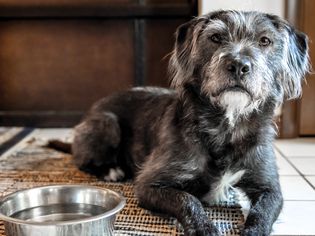 Why Is My Senior Dog Drinking a Lot of Water?