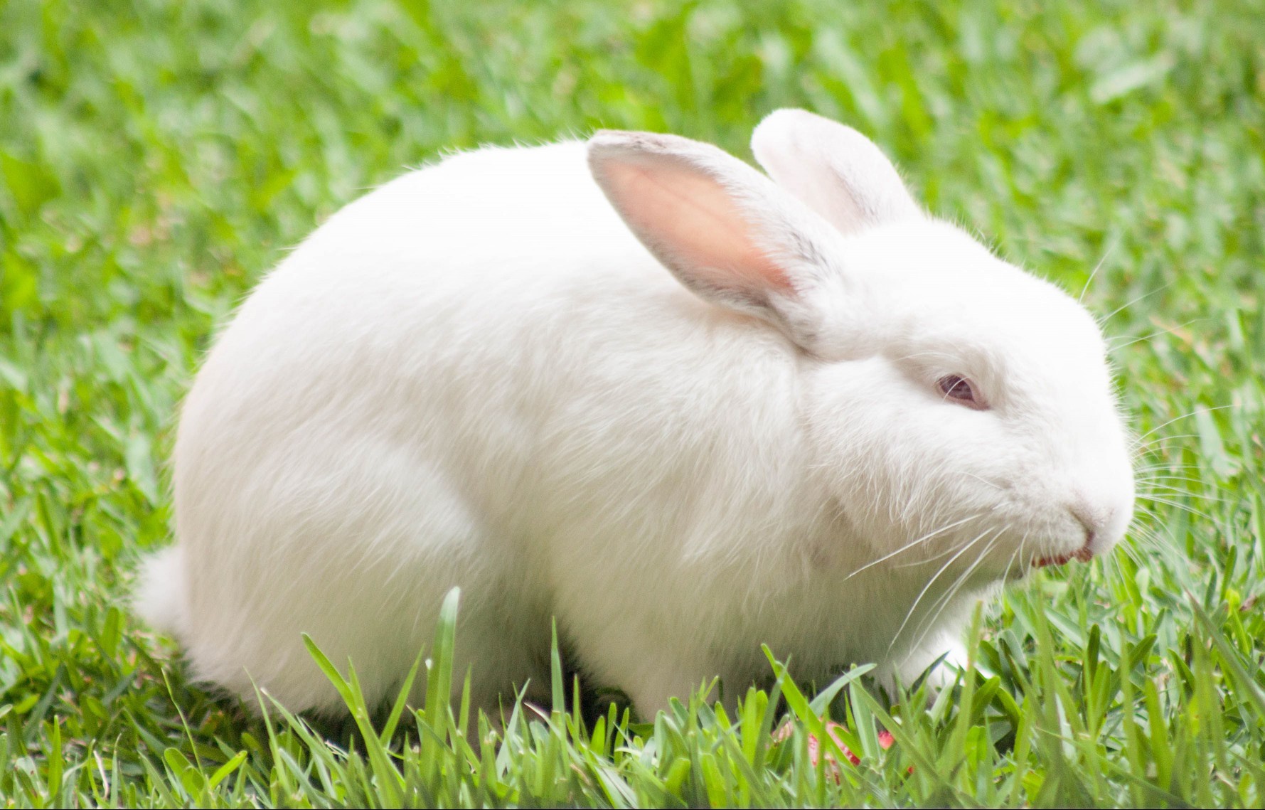 Ruby-eyed white rabbit