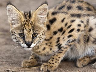 Serval Cat: Breed Profile, Characteristics & Care Serval Cat: Breed Profile, Characteristics & Care