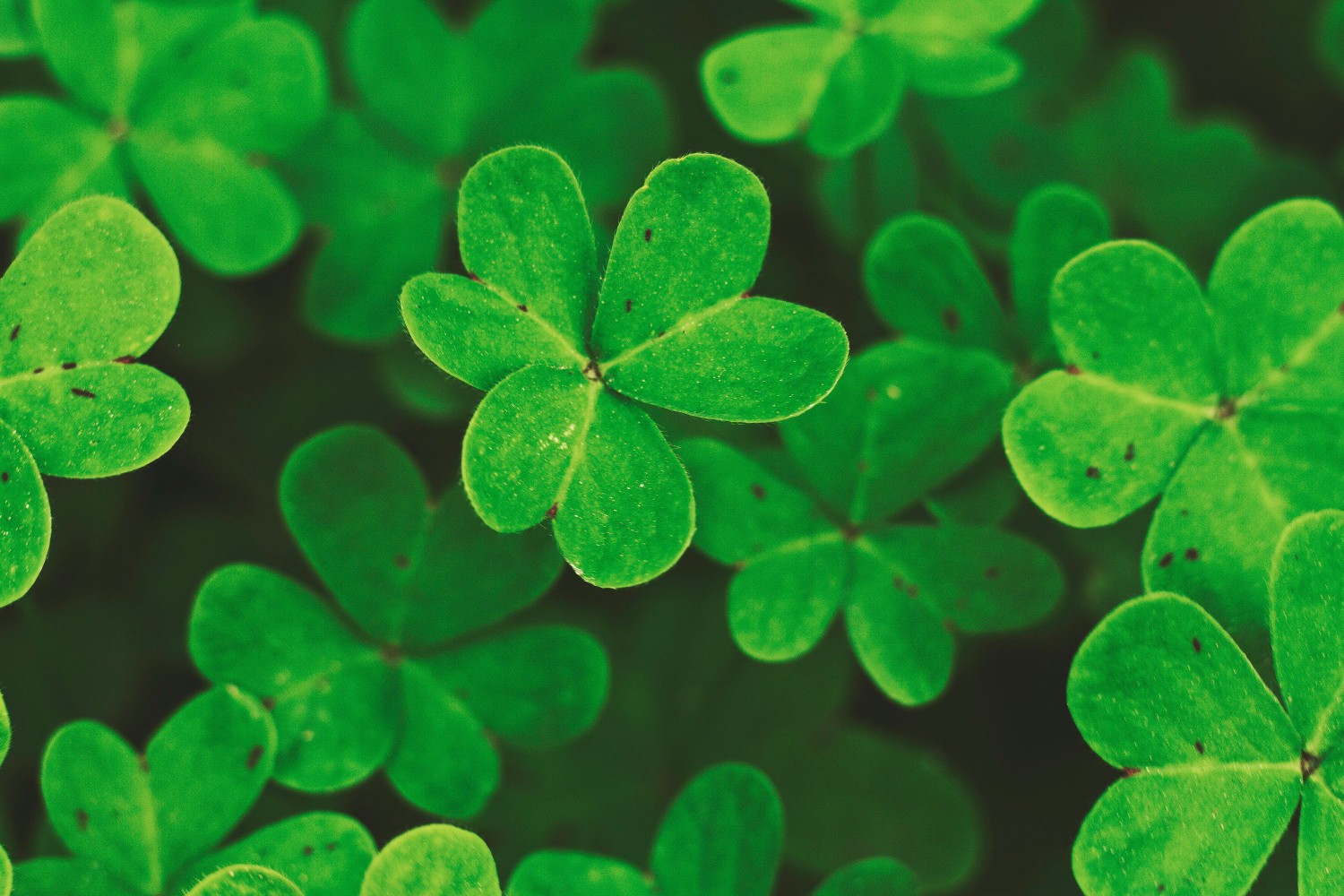 shamrocks