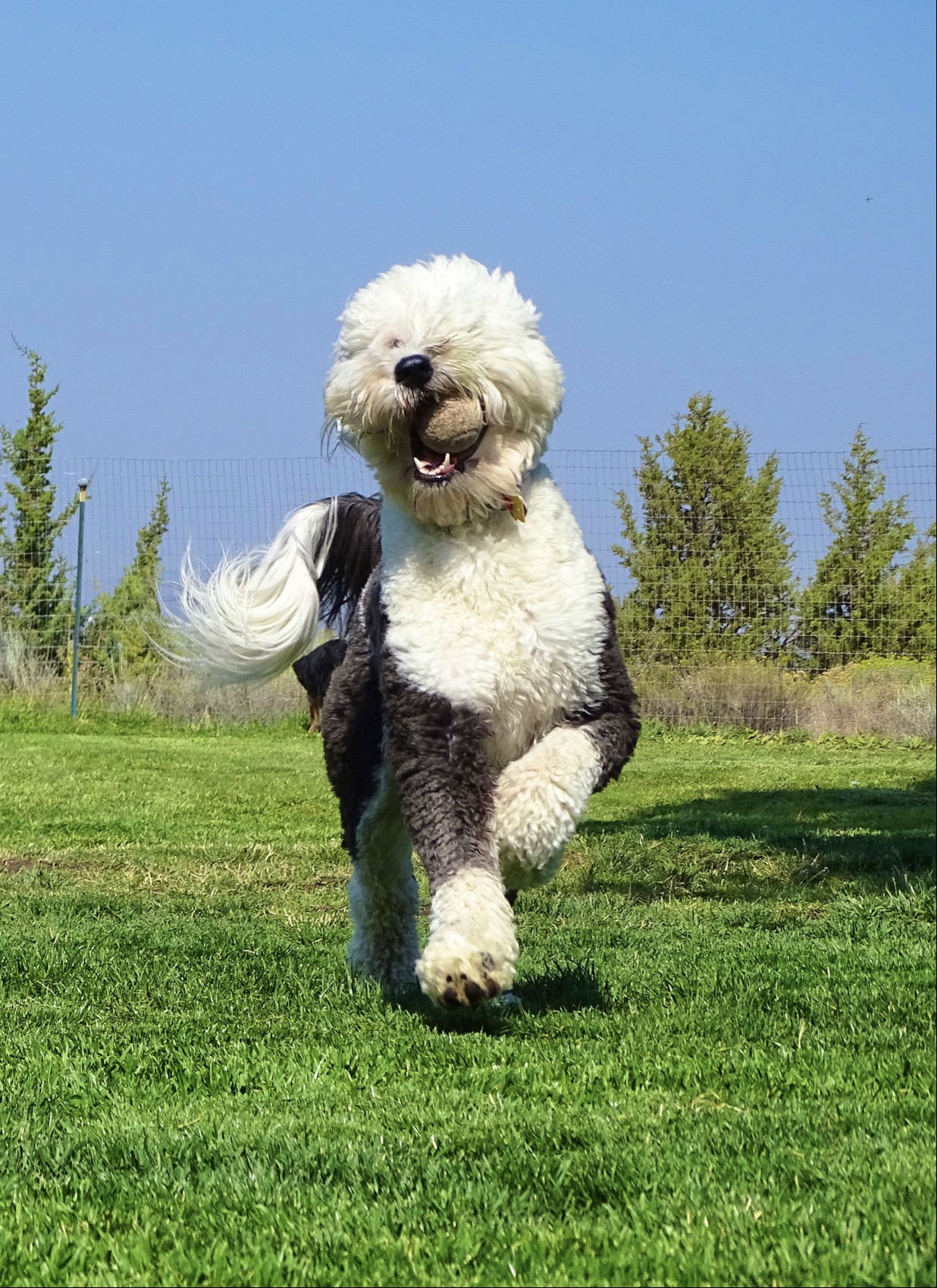 Sheepadoodle running with a ball