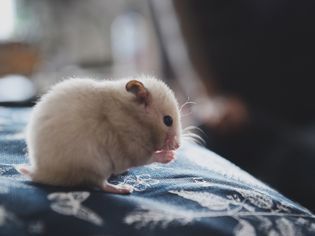 Problems With Hamsters' Teeth